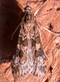 Lucerne Moth